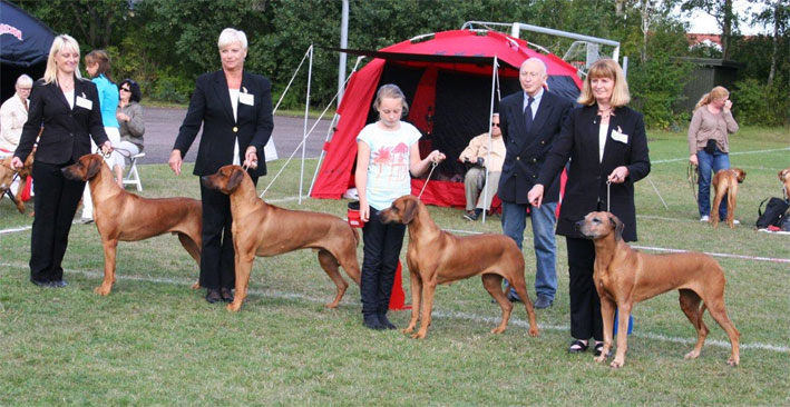 Hazinas opdrætsklasse