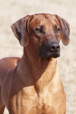 Abuya