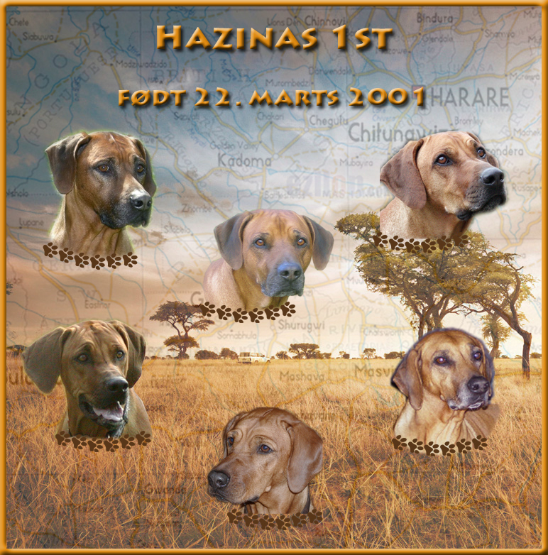Hazinas 1st 11 år