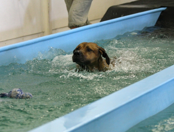 Hundesvømning
